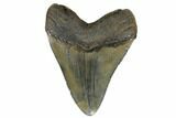 Glossy, Fossil Megalodon Tooth - South Carolina #182972-1